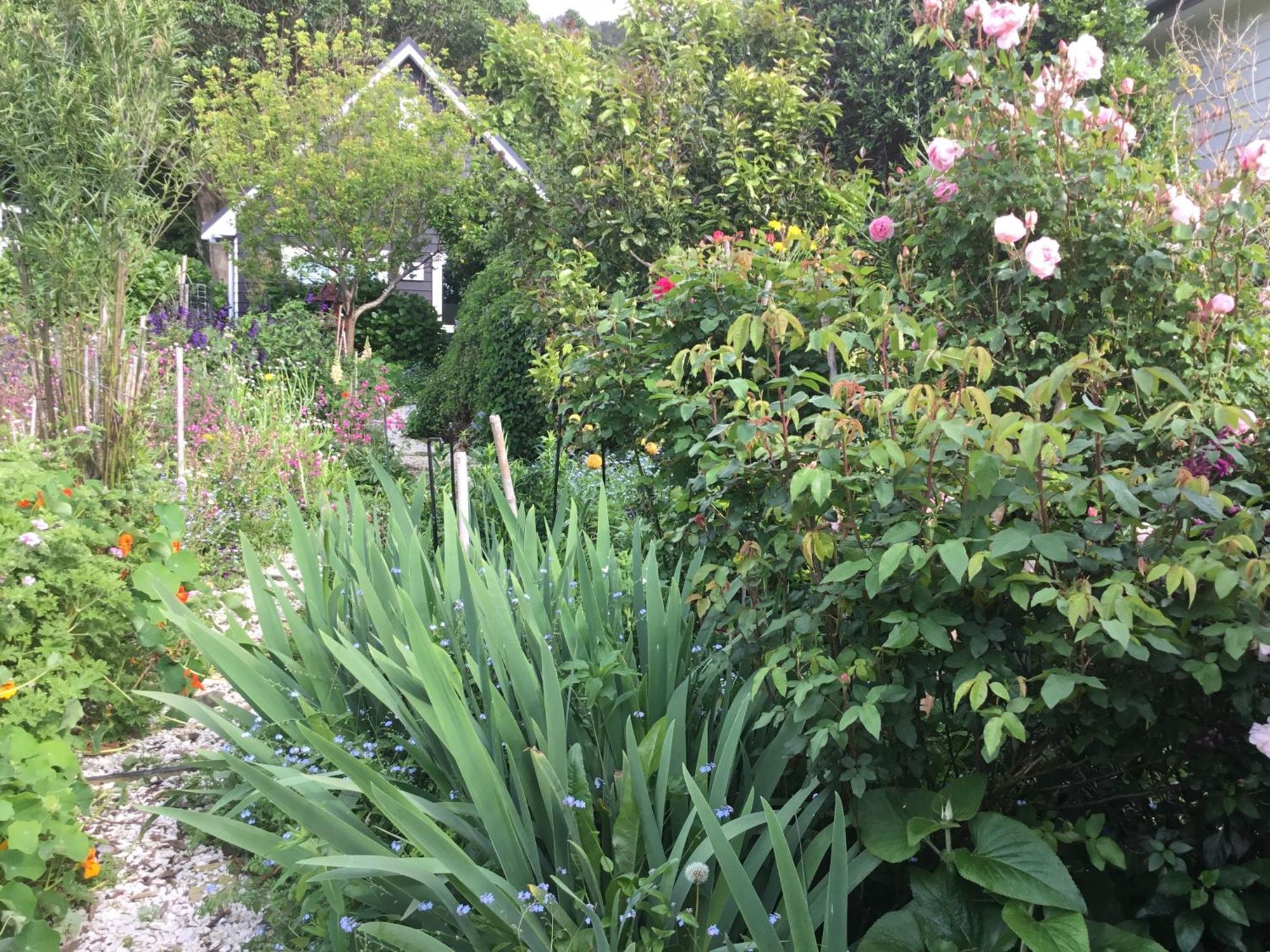 Hahei Kereru Cottage Bagian luar foto